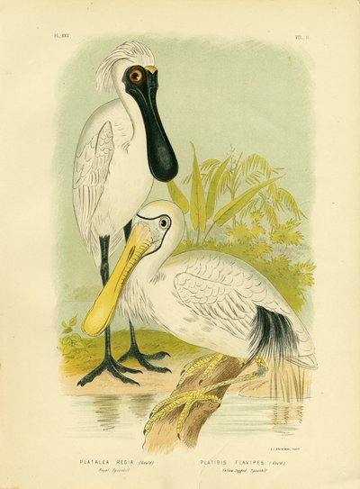 Royal Spoonbill, 1891 by Gracius Broinowski